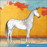 Horse Color:Gray Bay Roan Splash Appaloosa 