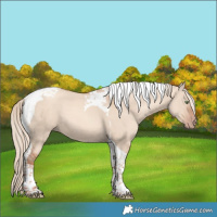Horse Color:Gold Champagne Dun Tobiano