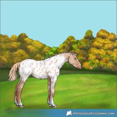 Horse Color:Gold Champagne Dun Sabino Near Leopard 