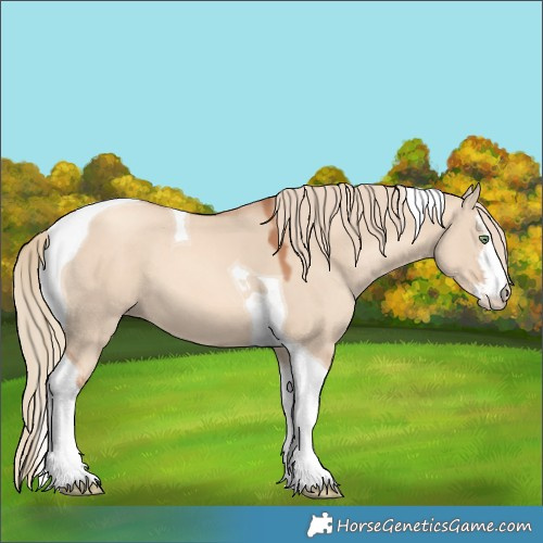 Horse Color:White Spotted Gold Champagne Dun Tobiano 