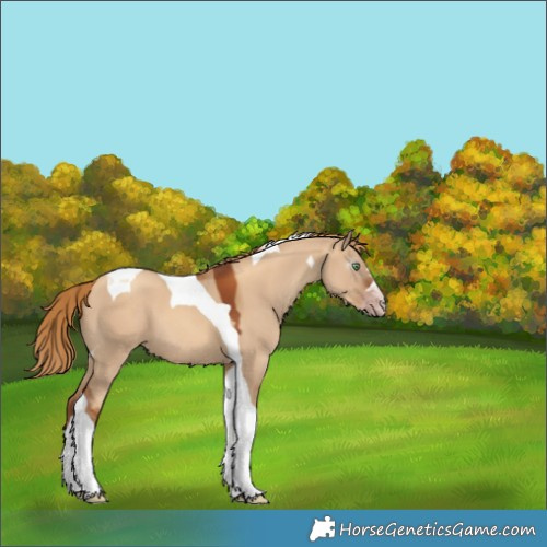 Horse Color:Gray Gold Champagne Dun Tobiano 