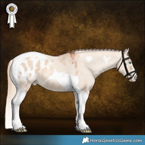 Horse Color:Gold Champagne Dun Tobiano Appaloosa 