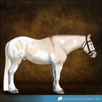 Horse Color:Gold Champagne Dun Tobiano Appaloosa 
