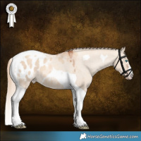Horse Color:Gold Champagne Dun Tobiano Appaloosa 