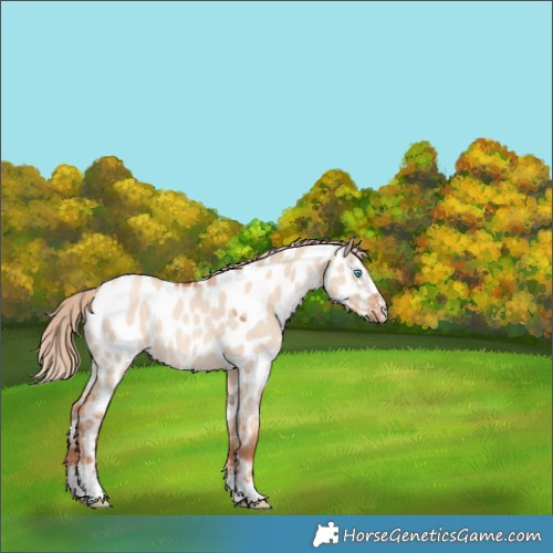 Horse Color:Gold Champagne Dun Sabino Appaloosa 