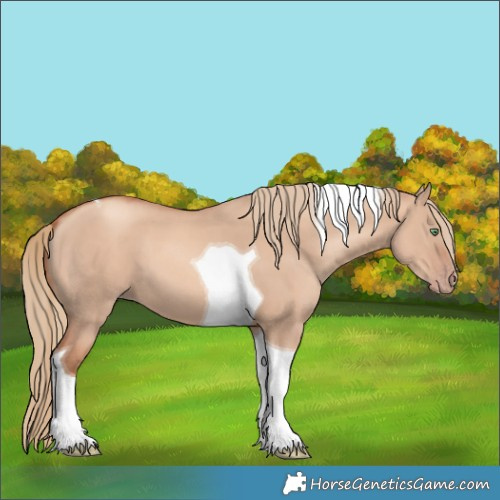 Horse Color:Gold Champagne Dun Tobiano 