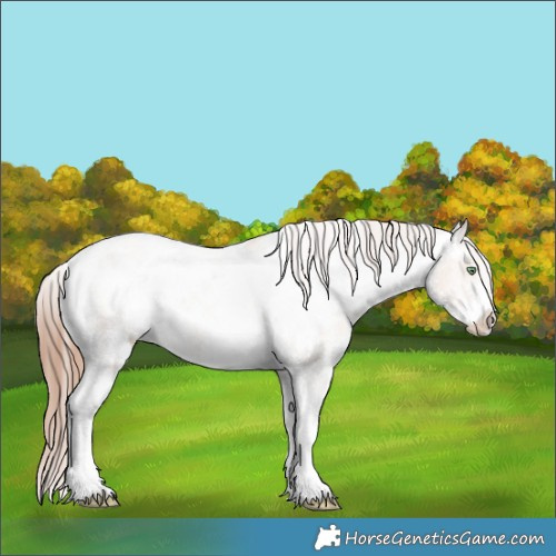 Horse Color:Gold Champagne Dun Sabino Varnish 