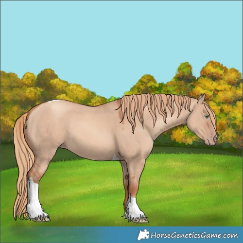 Horse Color:Gold Champagne Dun Tobiano 