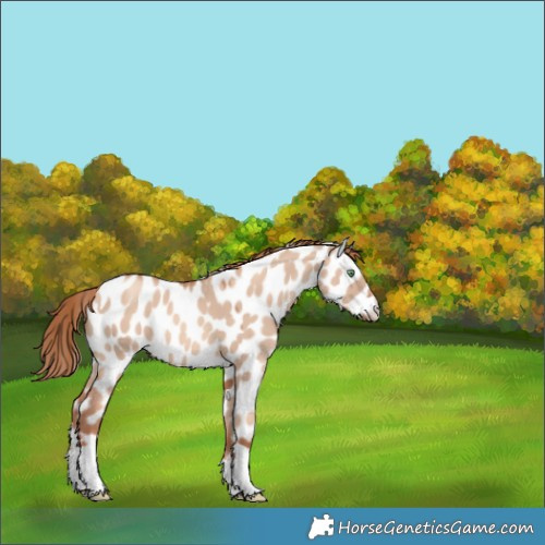Horse Color:Gold Champagne Dun Tobiano Appaloosa 