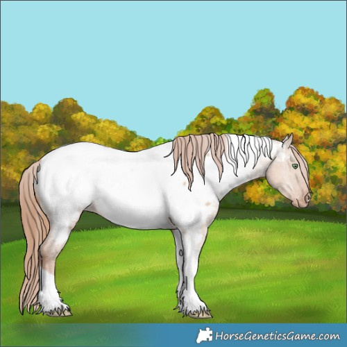 Horse Color:Gold Champagne Dun Tobiano Near Fewspot 