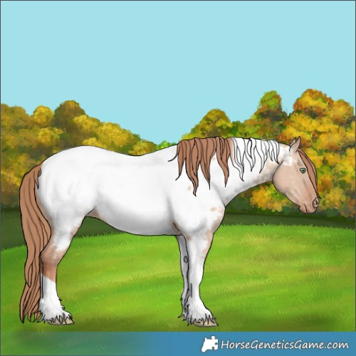 Horse Color:Gold Champagne Dun Tobiano Appaloosa 
