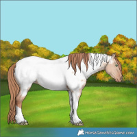 Horse Color:Gold Champagne Dun Tobiano Appaloosa 