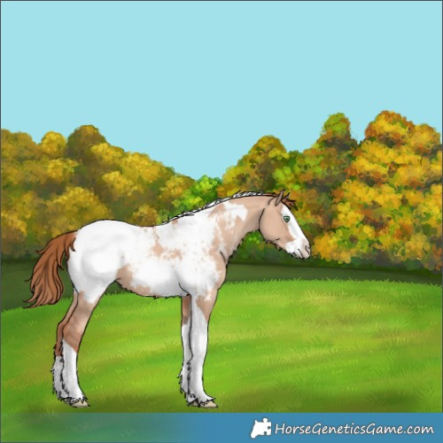 Horse Color:Gold Champagne Dun Splash Tobiano Snowcap 