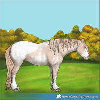 Horse Color:Gold Champagne Dun Sabino Appaloosa 