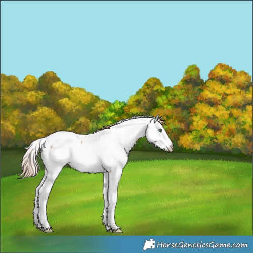 Horse Color:Gold Champagne Dun Tobiano Appaloosa