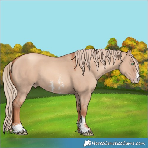 Horse Color:Gold Champagne Dun Sabino 