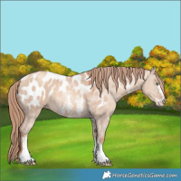 Horse Color:Gold Champagne Dun Sabino Appaloosa 