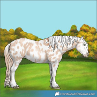 Horse Color:Gold Champagne Dun Sabino Near Leopard