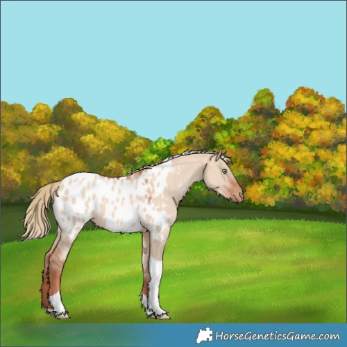 Horse Color:Gold Champagne Dun Tobiano Appaloosa 