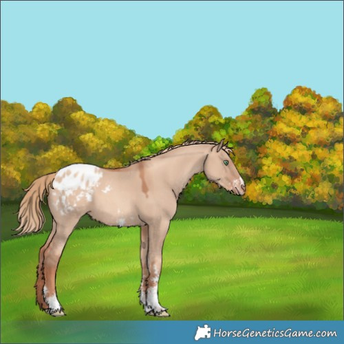 Horse Color:Gold Champagne Dun Sabino Appaloosa 