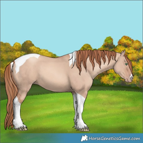 Horse Color:Gold Champagne Dun Tobiano 