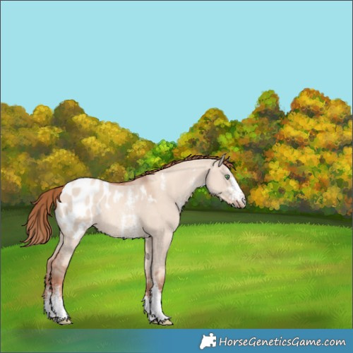 Horse Color:Gold Champagne Dun Sabino Blanket 