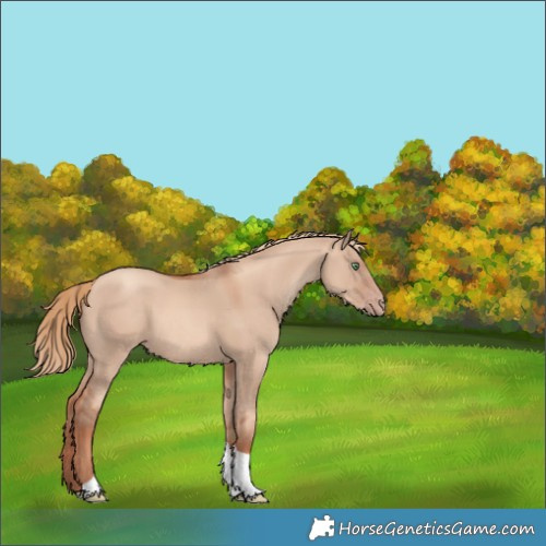 Horse Color:Gold Champagne Dun Tobiano 