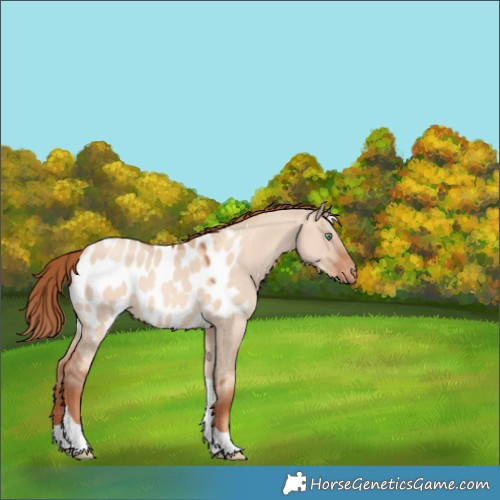 Horse Color:Gold Champagne Dun Tobiano Appaloosa 