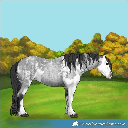 Horse Color:Blue Roan Sabino Splash  and Blue Roan Sabino Splash 