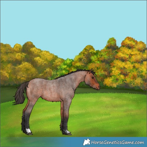 Horse Color:Bay Roan 