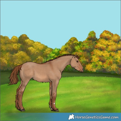 Horse Color:Red Dun 