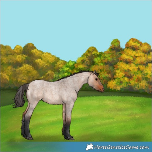 Horse Color:Bay Roan Dun 