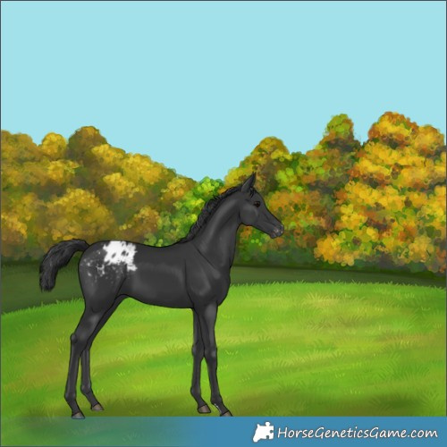 Horse Color:Black Appaloosa