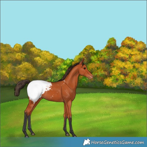 Horse Color:Bay Appaloosa 