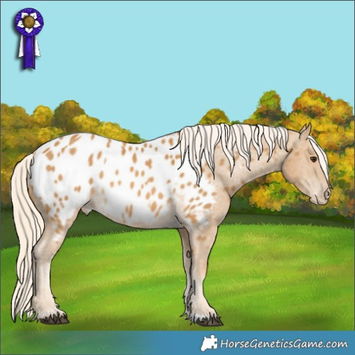 Horse Color:Palomino Appaloosa 