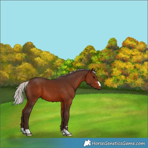 Horse Color:Silver Brown 