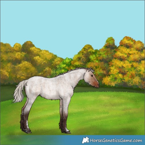 Horse Color:Silver Brown Roan Dun 