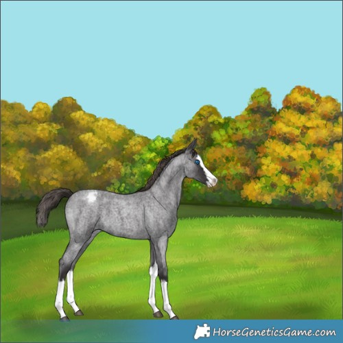 Horse Color:Smoky Blue Roan Splash Appaloosa