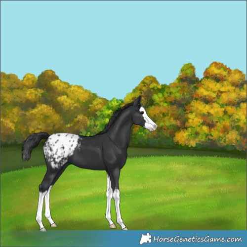 Horse Color:Black Splash Appaloosa