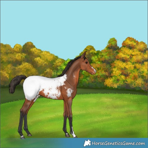 Horse Color:Bay Appaloosa