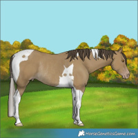 Horse Color:Classic Cream Champagne Tobiano Rabicano