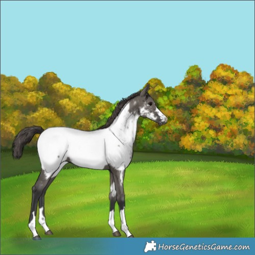 Horse Color:Grullo Appaloosa