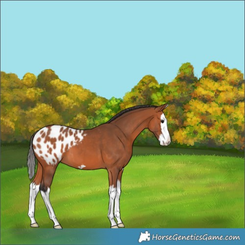 Horse Color:Bay Splash Appaloosa 