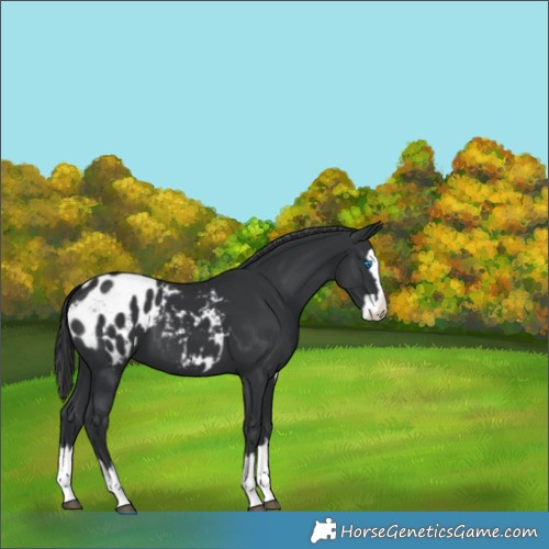 Horse Color:Black Splash Appaloosa 