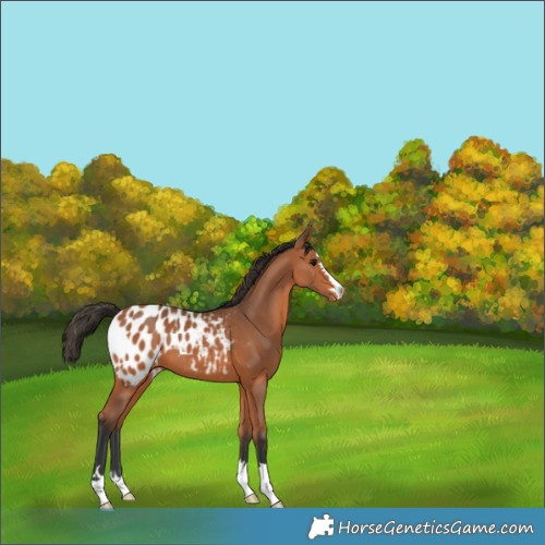 Horse Color:Bay Appaloosa 
