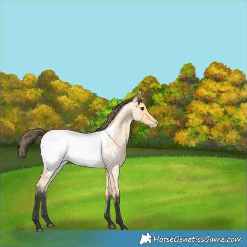 Horse Color:Buckskin Roan Appaloosa 