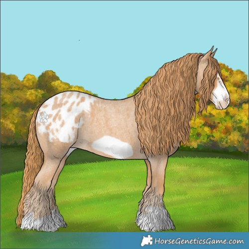 Horse Color:Red Roan Frame Appaloosa 