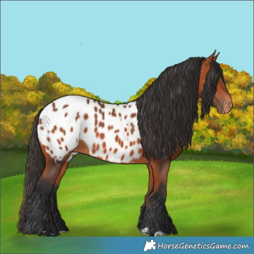 Horse Color:Bay Appaloosa 