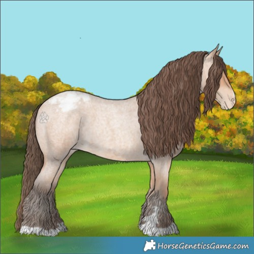 Horse Color:Amber Champagne Roan Appaloosa 