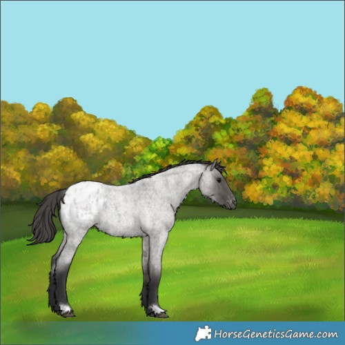 Horse Color:Grullo Roan Appaloosa 